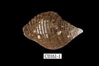 藏品(粗紋峨螺)的圖片